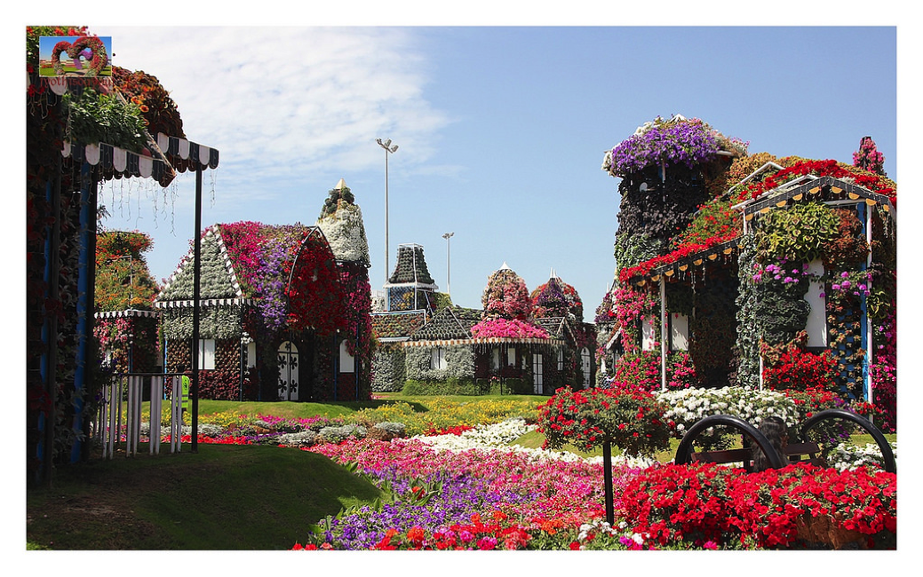 Miracle Garden: Khu vườn này được gọi là viên ngọc trai của sa mạc vì vẻ đẹp rực rỡ của nó. Ở đây có vô vàn các loại hoa cùng các thiết kế ấn tượng và sáng tạo. Mỗi chi tiết của vườn đều được chăm chút kỹ lưỡng và có mục đích, kể cả khu vực nuôi bươm bướm hay các nhà hàng.