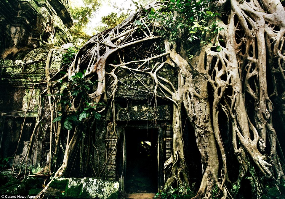 Các cây cổ thụ trùm rễ lên đền Ta Prohm.