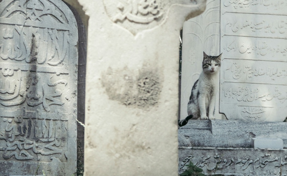 Những chú mèo Istanbul: Thủ đô Thổ Nhĩ Kỳ là thiên đường của những người yêu mèo. Bạn có thể bắt gặp mèo ở bất cứ đâu.