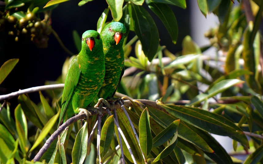 Quần đảo Soloman: Sau tình trạng bất ổn năm 2006, sự can thiệp của Australia và New Zealand, quân đội không được duy trì ở quần đảo này. Đây là một trong những nơi có rặng san hô đẹp nhất thế giới.