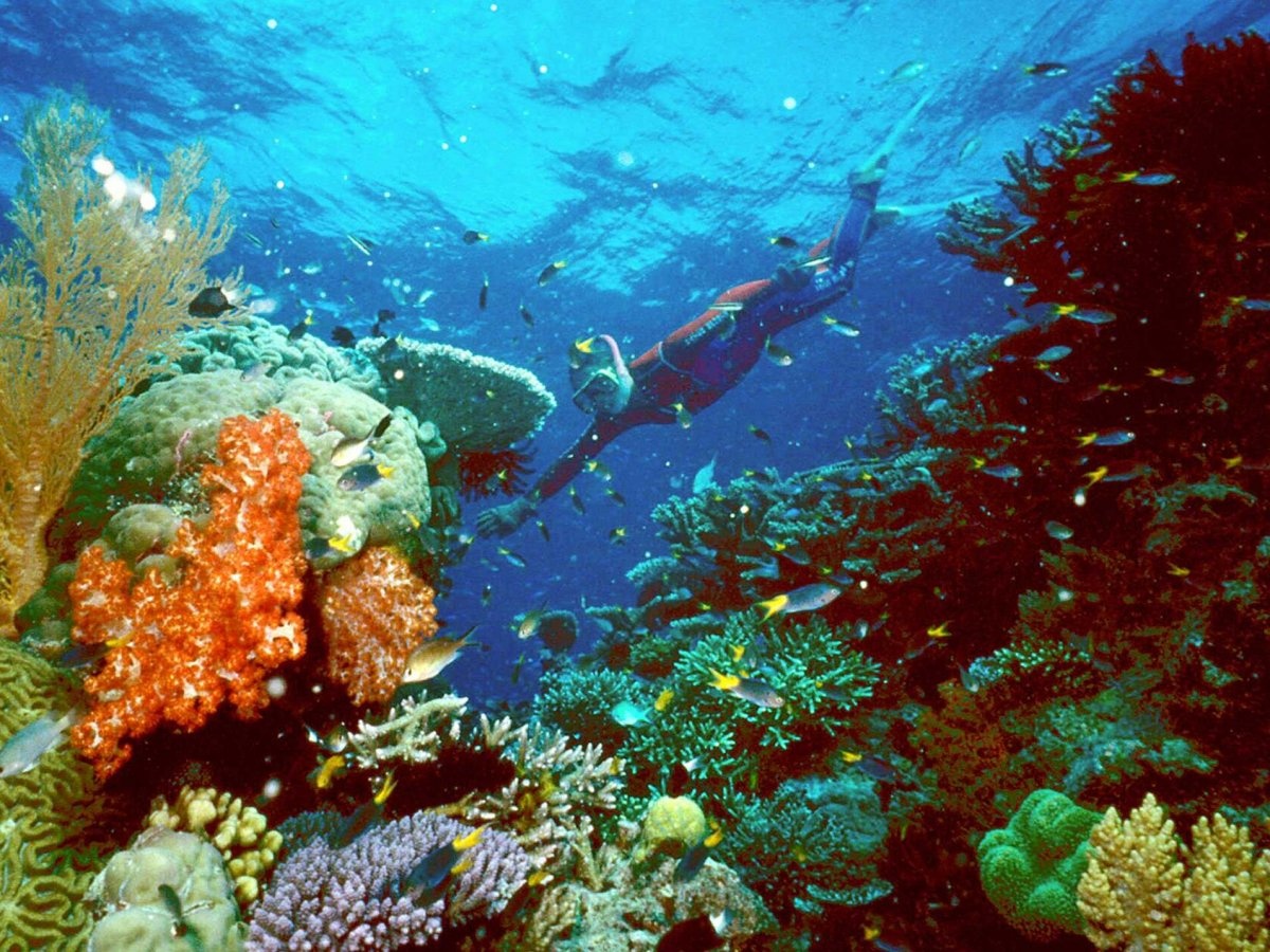 Lặn biển ở Great Barrier Reef, Queensland để chiêm ngưỡng thế giới sinh vật biển phong phú.