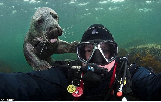 Hải cẩu cũng thích selfie cùng du khách.