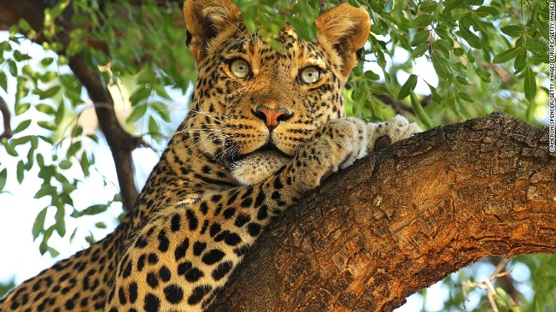 Botswana được Lonely Planet bình chọn là điểm đến tốt nhất 2016, nơi có khu bảo tồn động vật hoang dã nổi tiếng Mashatu Game Reserve.