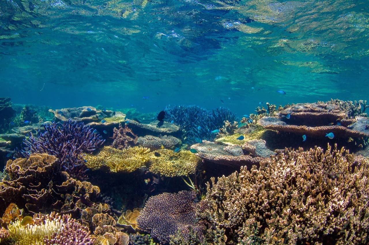 Vùng san hô Coral Coast kéo dài từ Cervantes đến Exmouth, trải trên Ningaloo Reef. Nhiều người cho rằng nơi đây còn đẹp hơn cả rặng san hô nổi tiếng Great Barrier Reef.