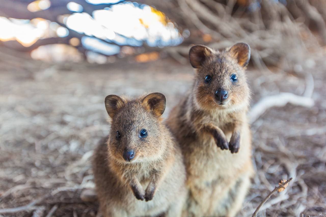 Quokka là một trong những loài động vật dễ thương nhất ở Rotto. Chúng rất thân thiện và to mò, thường lân la đến gần người xem họ làm gì.