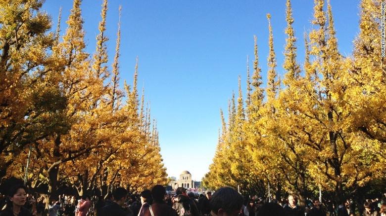 Đại lộ Icho Namiki: Đại lộ nằm bên trong công viên Meiji Jingu Gaien, trung tâm Tokyo. Nơi đây có những hàng cây lá quạt chuyển màu vàng rực rỡ mỗi độ thu về.