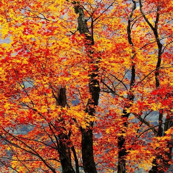 Nơi đây còn hấp dẫn du khách bởi sự đan xen giữa nền văn hóa của các dân tộc Tây Tạng và Qiang, là điểm đến thích hợp và hứa hẹn nhiều thú vị dịp cuối thu. Ảnh: Lvye