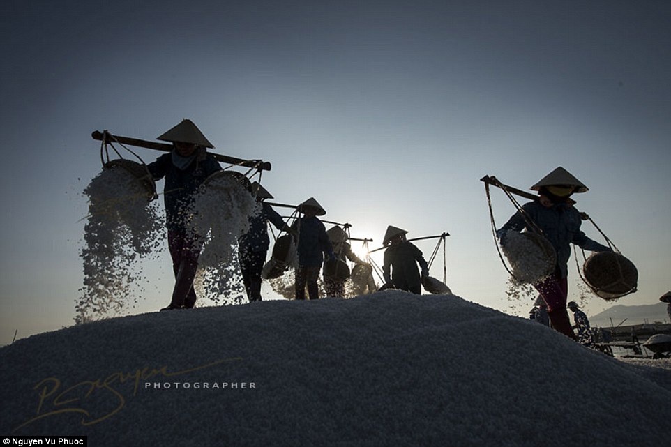 Hình ảnh thường nhật của người dân Khánh Hòa đang thu hoạch muối.