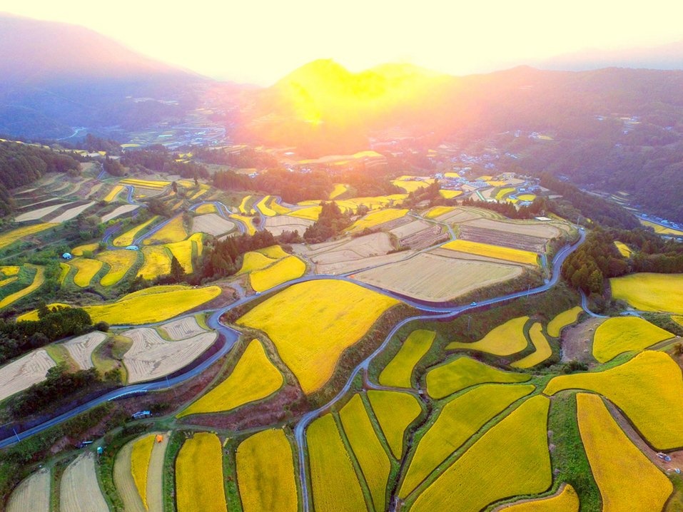 Ruộng lúa ở Tosa, Nhật Bản: Những ruộng lúa chín vàng trải dài khắp một vùng núi ở Tosa. Một Van Gogh của Nhật Bản.