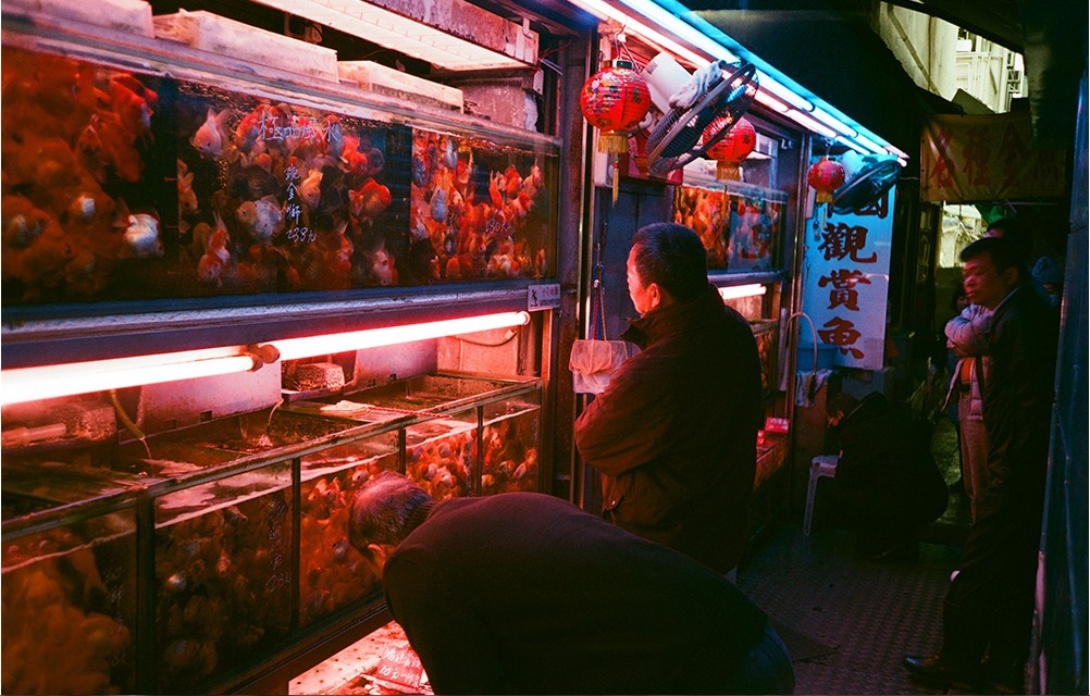 Chợ Cá vàng, Hong Kong nằm trong khu Phố Bắc Tung Choi chuyên bán cá vàng. Khách thoải mái lựa chọn giống cá mà họ thích. Ảnh: Davidhuiphoto / Picfair.