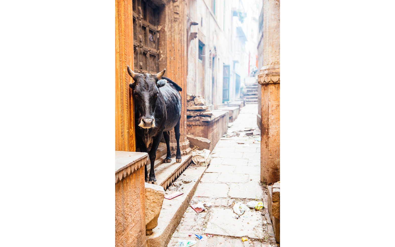 Trong khi đó, những con bò đứng ì ạch trên những bậc thang dẫn tới Varanasi, dưới đất đầy phân, rác rưởi và thức ăn.