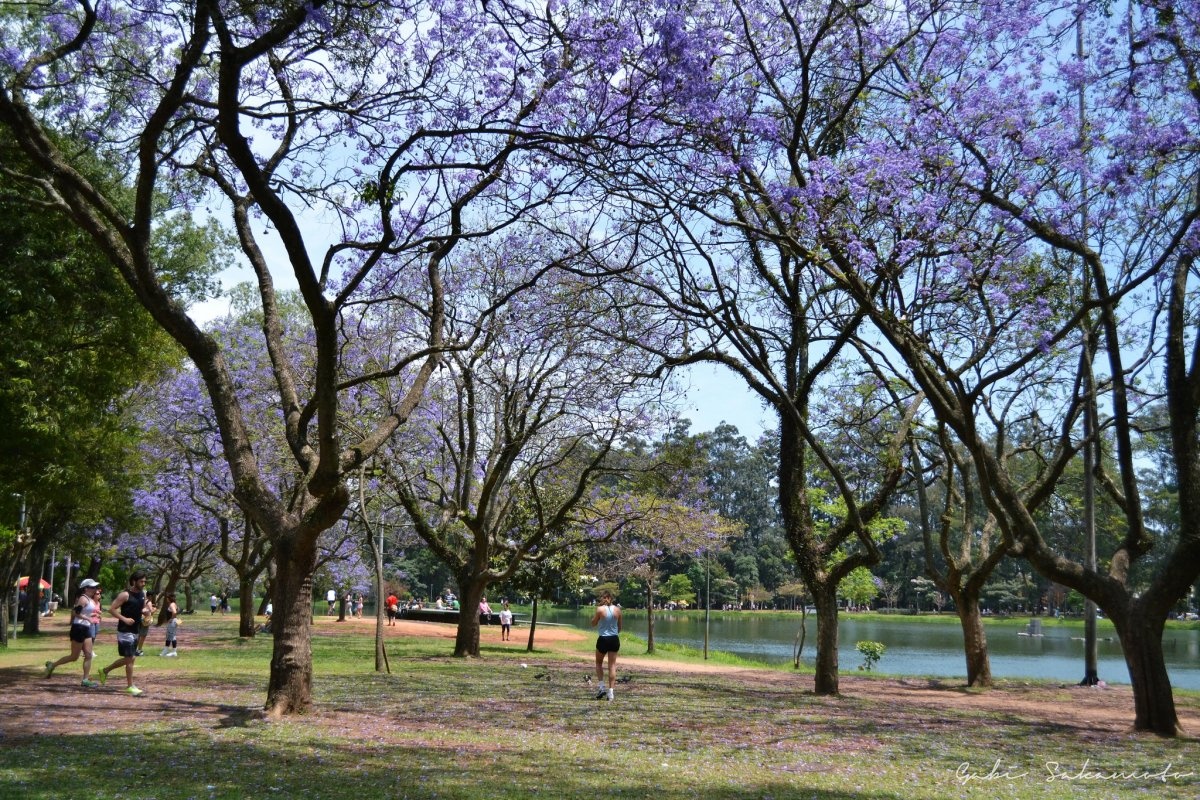 15. Công viên Ibirapuera, Brazil: Là sự kết hợp cảnh quan hiện thực và cảm hứng siêu thực, với những đường cong mềm mại, vừa bí ấn, vừa tươi mới cùng những gam màu mạnh mẽ.