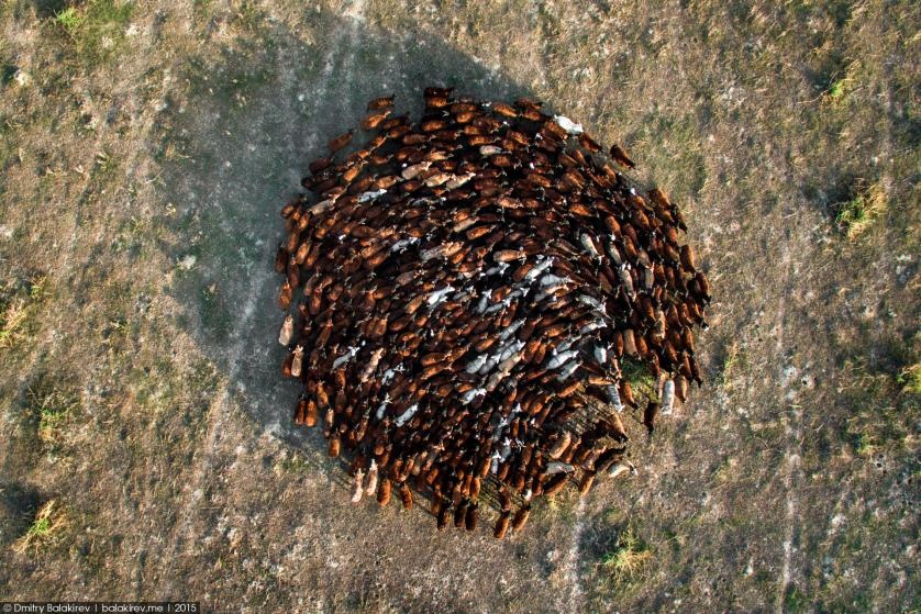 Bầy cừu quây tròn ở Kazakhstan. Ảnh: Dmitry Balakirev.