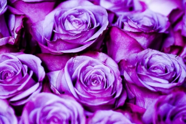 Van may ngay chu nhat (17/1) hinh anh