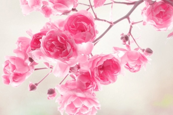 Van may ngay chu nhat (31/1) hinh anh