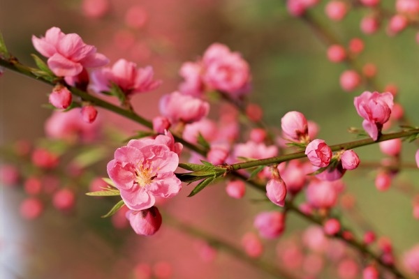 Van may 27 Tet cua ban hinh anh