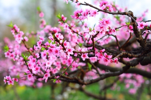 Van may ngay 29 Tet cua ban hinh anh