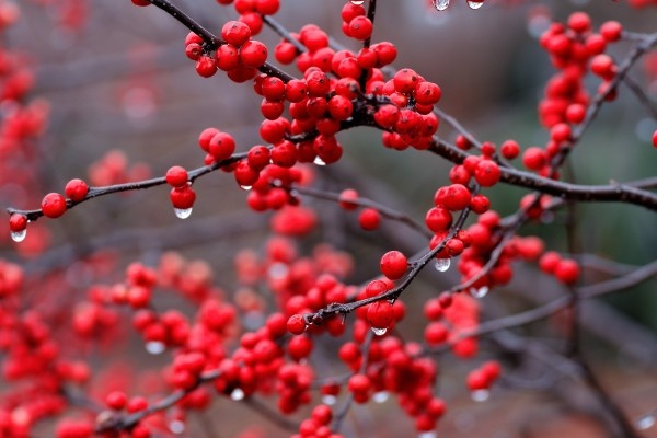 Van may ngay mung 1 Tet hinh anh