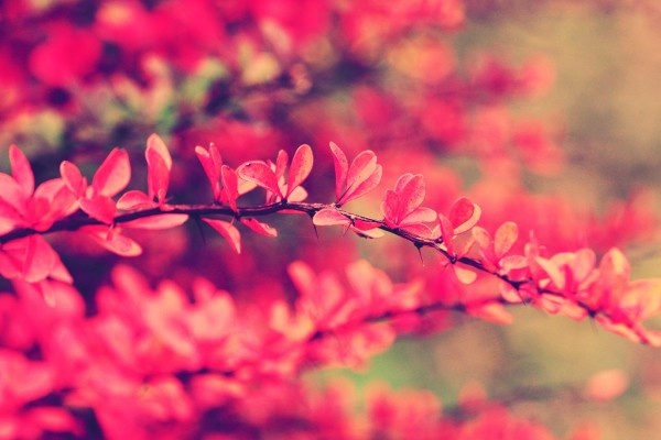 Van may ngay chu nhat (6/3) hinh anh