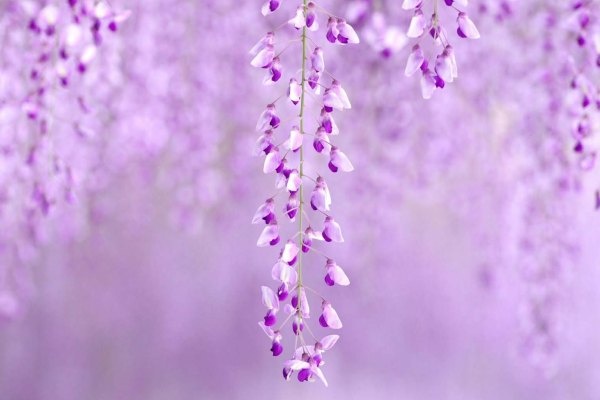 Van may ngay thu hai (14/3) hinh anh