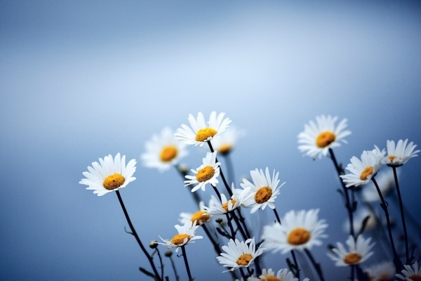 Tu vi thu tu ngay 6/4 cua cac cung hoang dao hinh anh