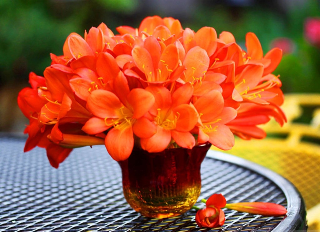 Tu vi chu nhat ngay 17/4 cua cac cung hoang dao hinh anh