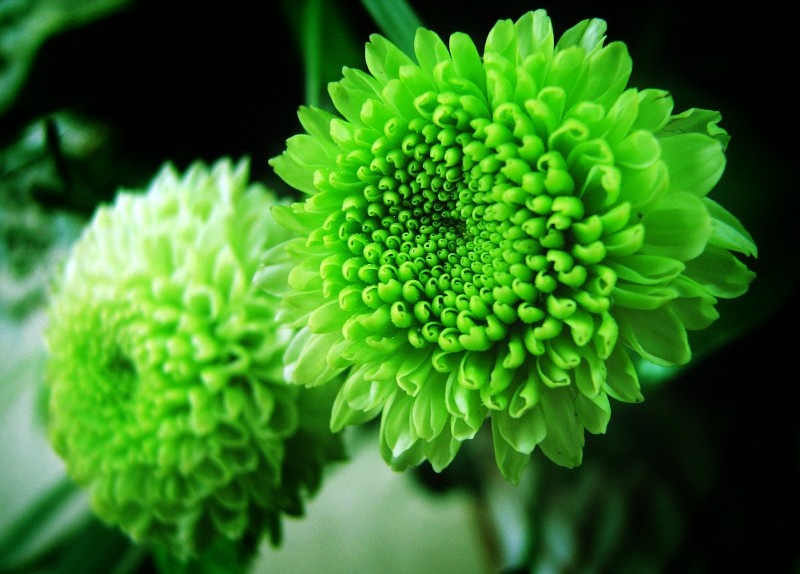 Tu vi chu nhat ngay 1/5 cua cac cung hoang dao hinh anh