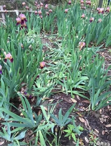 Du lịch Trung Quốc ảnh 4 Du lich Trung Quoc anh 4