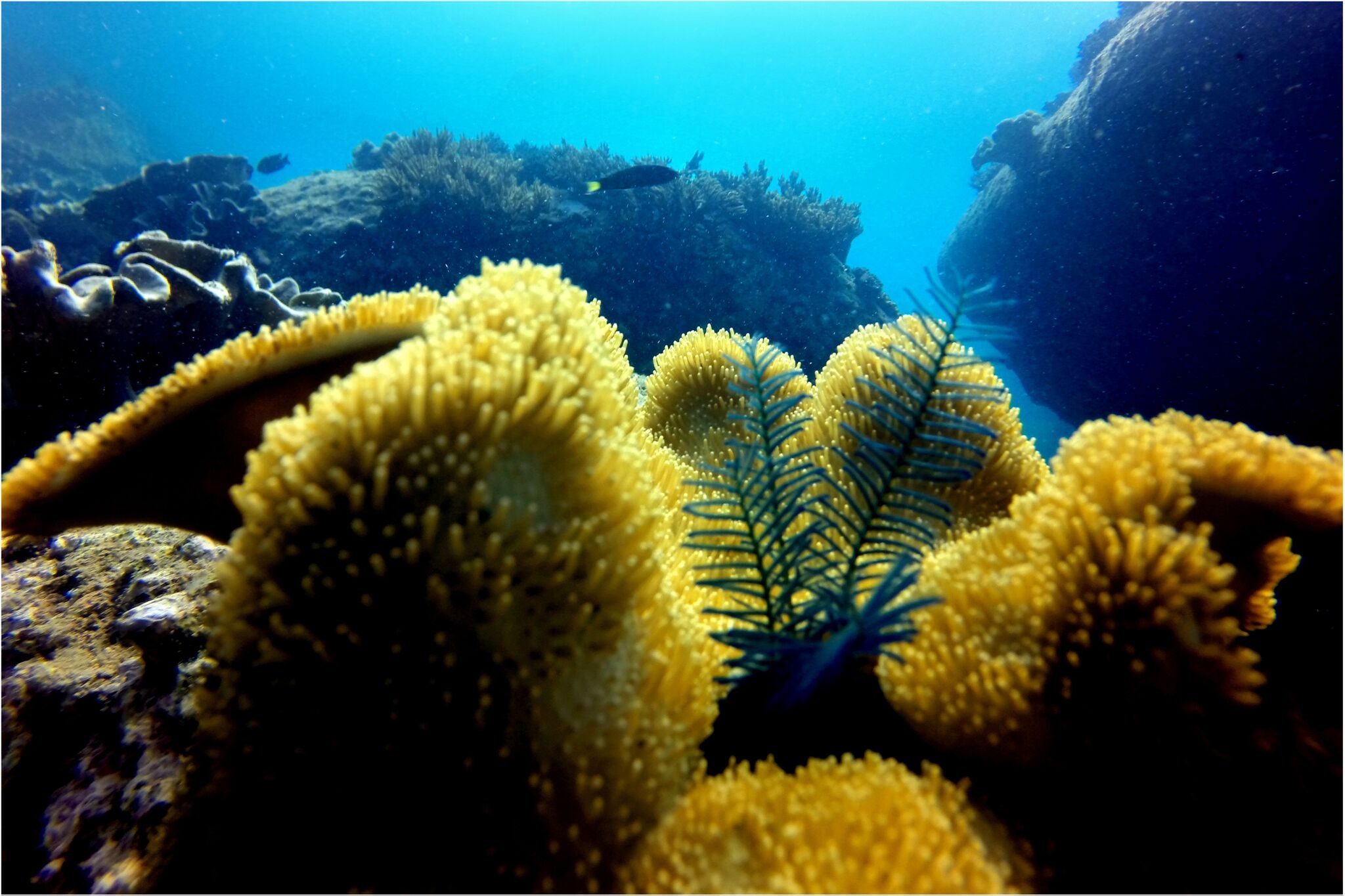 Du lịch đảo Hòn Cau ảnh 11 Du lich dao Hon Cau anh 11