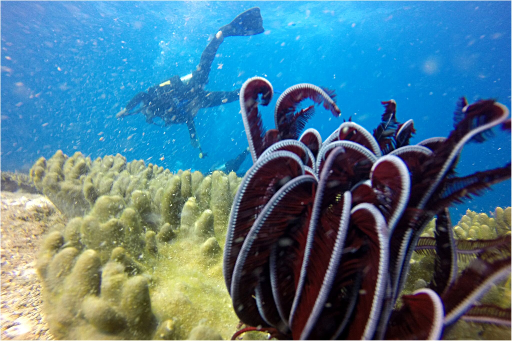 Du lịch đảo Hòn Cau ảnh 3 Du lich dao Hon Cau anh 3