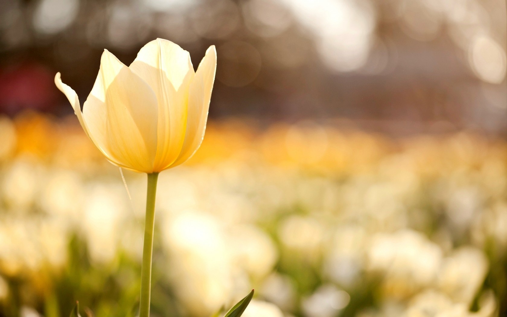 Tu vi thu tu ngay 18/5 cua cac cung hoang dao hinh anh