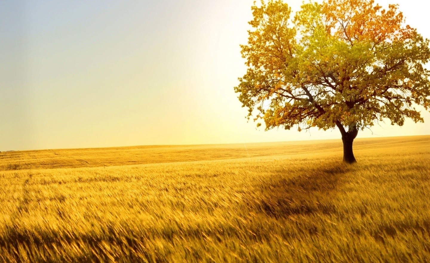 Tu vi thu bay ngay 21/5 cua cac cung hoang dao hinh anh