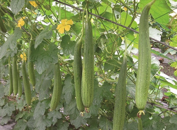 Cách trị bệnh từ mướp ảnh 1 Cach tri benh tu muop anh 1