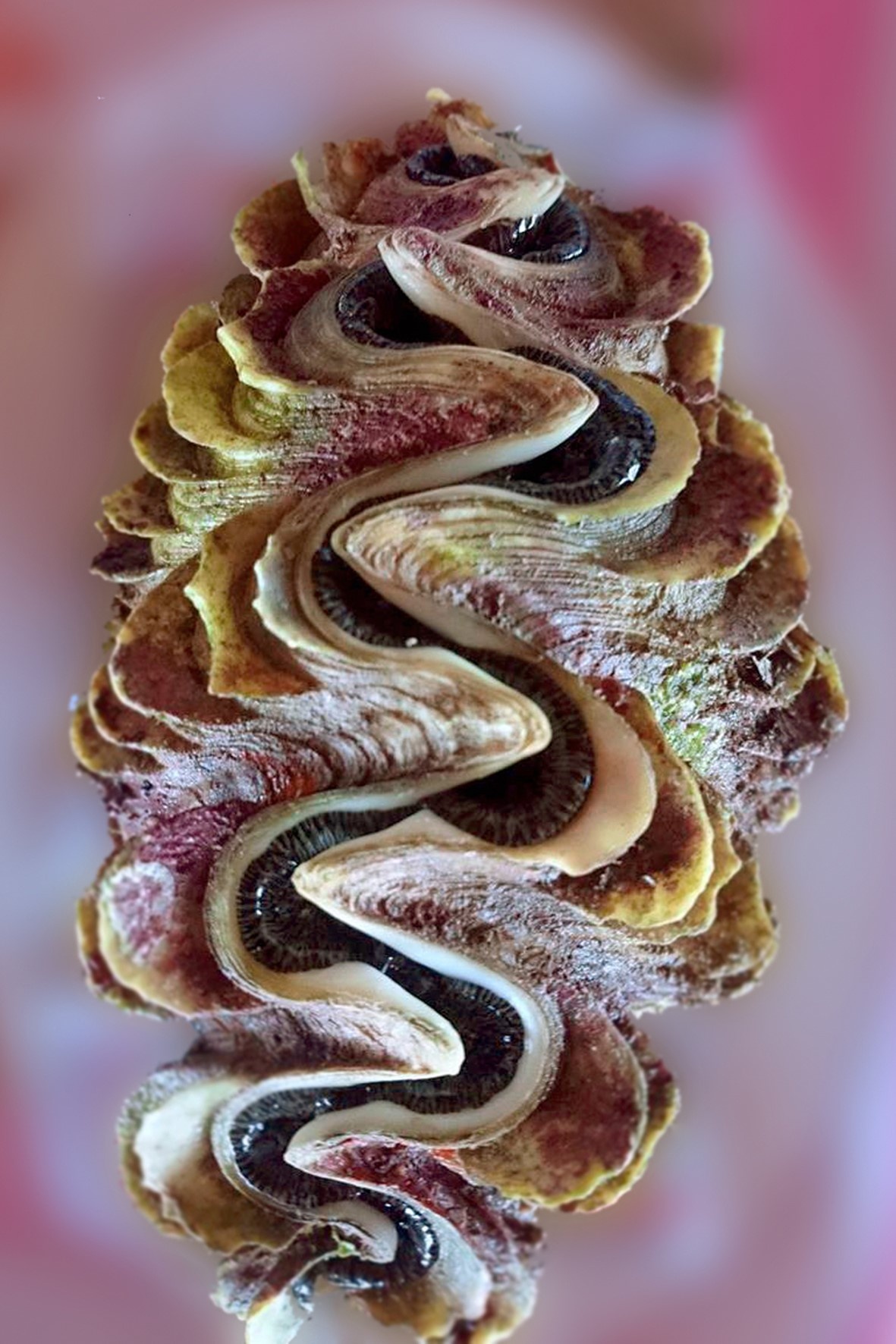 Du lịch đảo Phú Quý ảnh 11 Du lich dao Phu Quy anh 11