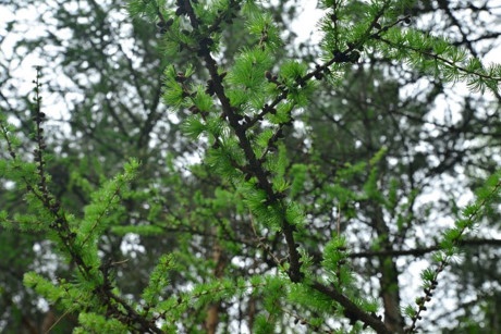 Vẻ đẹp của Siberia ảnh 2 Ve dep cua Siberia anh 2