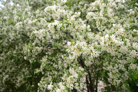 Vẻ đẹp của Siberia ảnh 6 Ve dep cua Siberia anh 6