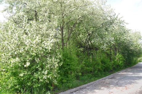 Vẻ đẹp của Siberia ảnh 15 Ve dep cua Siberia anh 15