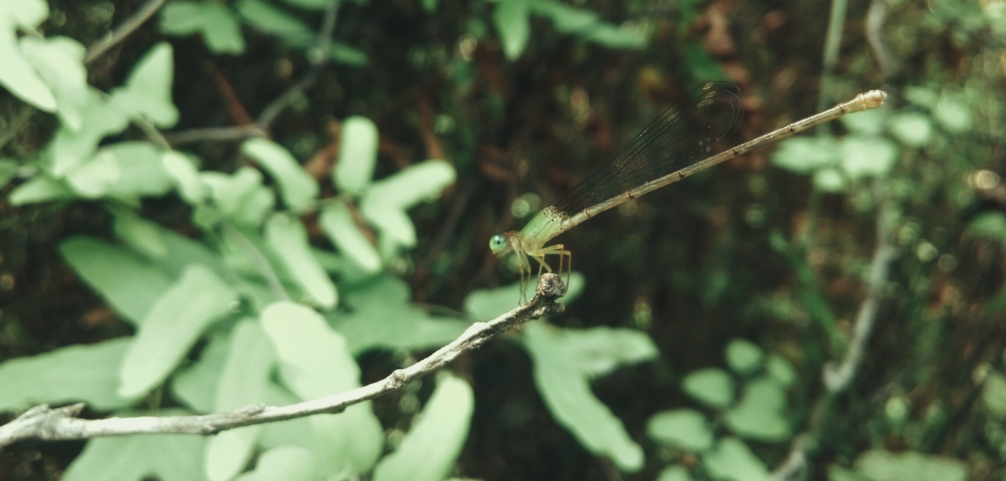 Làng nổi Tân Lập ảnh 9 Lang noi Tan Lap anh 9