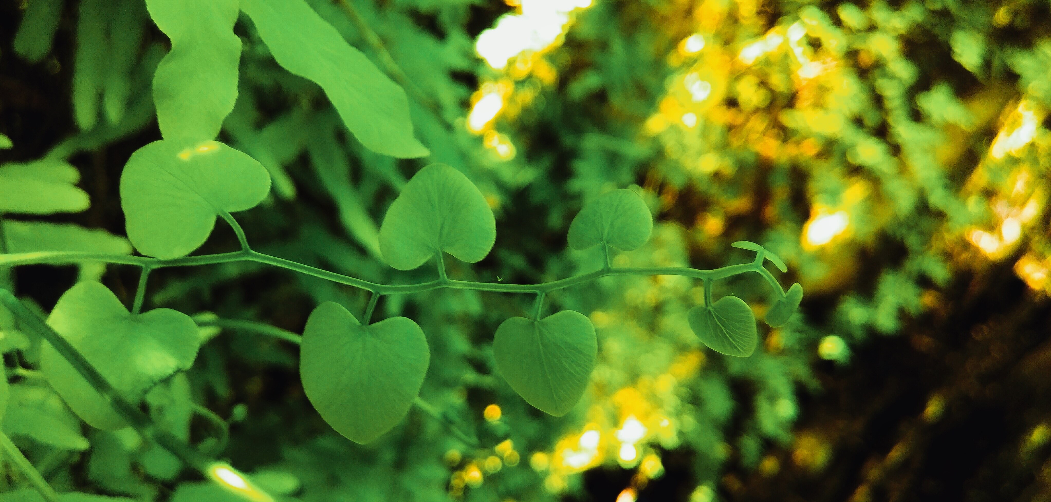 Làng nổi Tân Lập ảnh 11 Lang noi Tan Lap anh 11