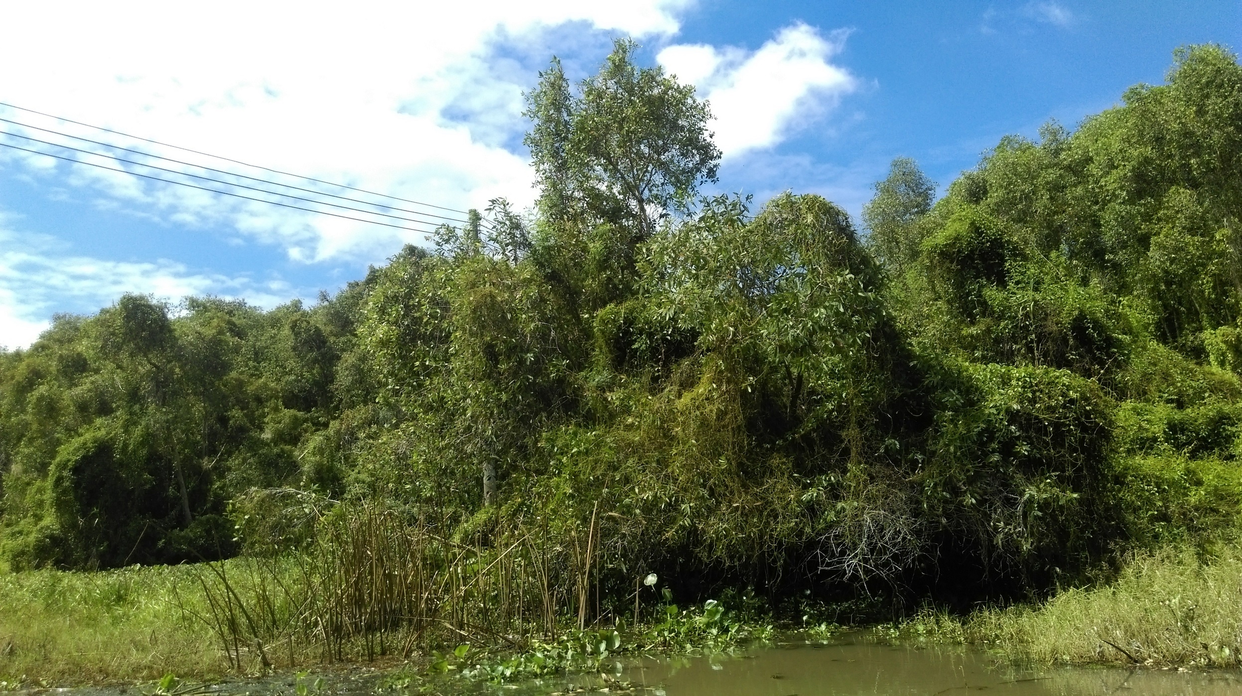 Làng nổi Tân Lập ảnh 2 Lang noi Tan Lap anh 2