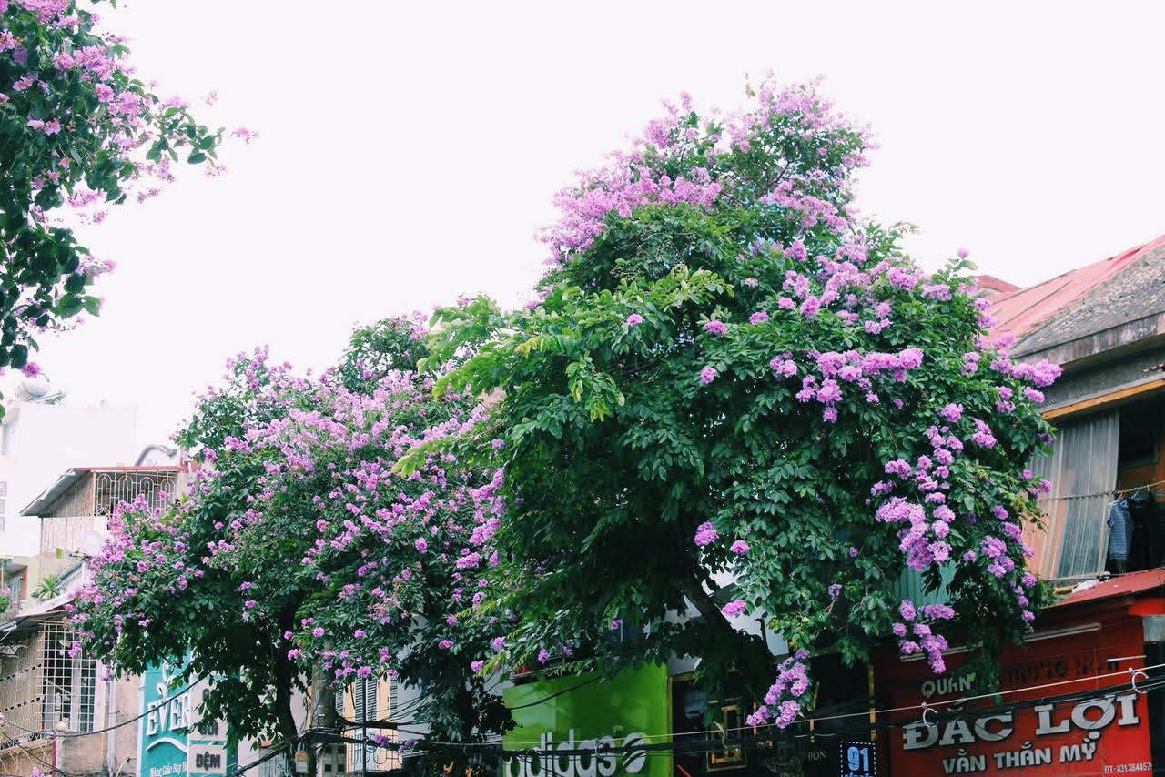 Hải Phòng mùa hoa phượng nở ảnh 4 Hai Phong mua hoa phuong no anh 4