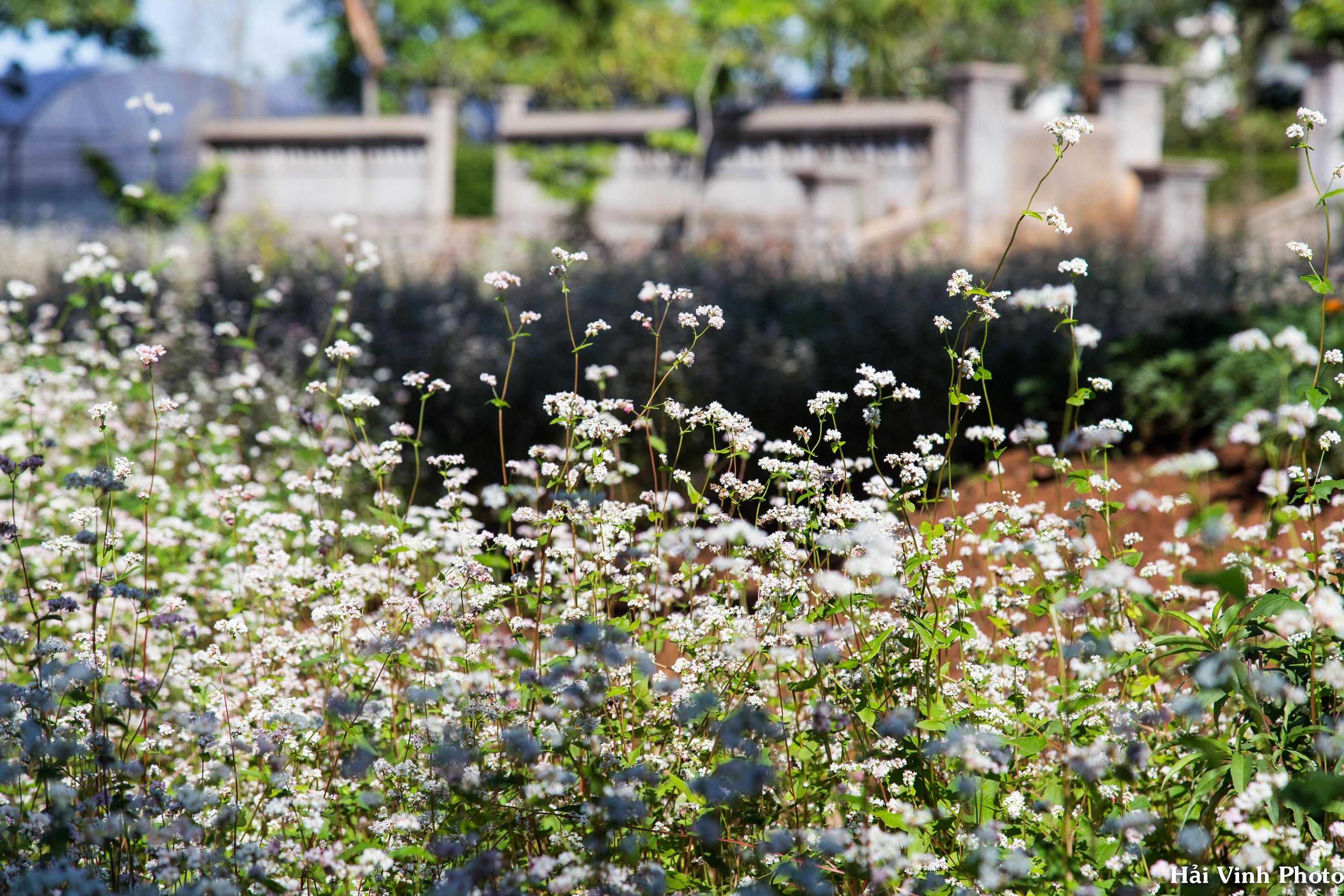 Trải nghiệm mùa hè Đà Lạt ảnh 2 Trai nghiem mua he Da Lat anh 2