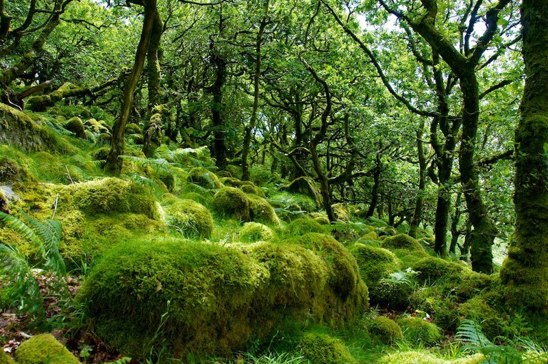 những khu rừng tuyệt đẹp ảnh 1 nhung khu rung tuyet dep anh 1