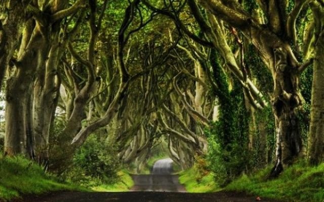 những khu rừng tuyệt đẹp ảnh 8 nhung khu rung tuyet dep anh 8