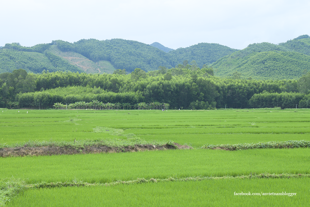 Hoài Nhơn Bình Định ảnh 1 Hoai Nhon Binh Dinh anh 1