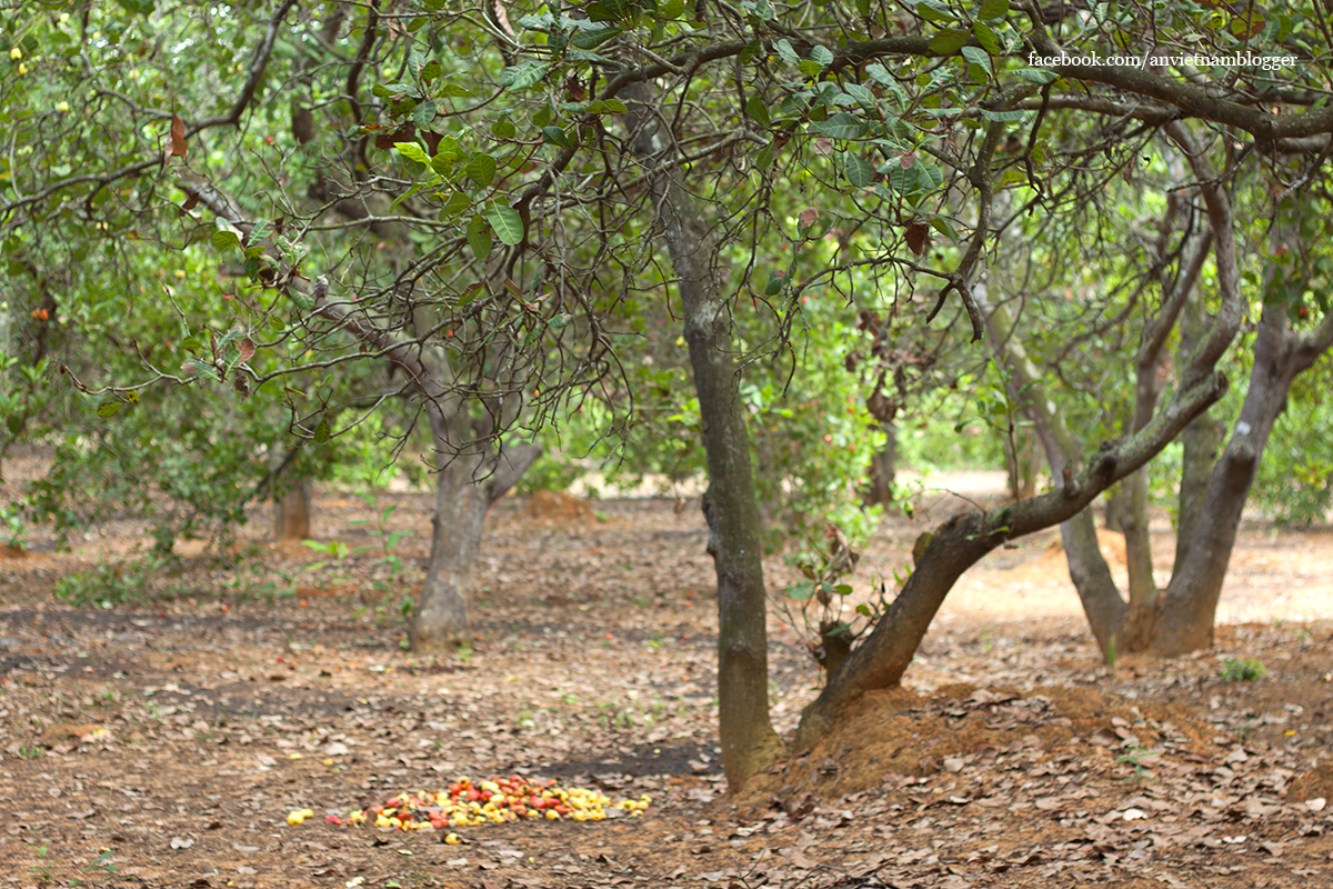 Hoài Nhơn Bình Định ảnh 13 Hoai Nhon Binh Dinh anh 13