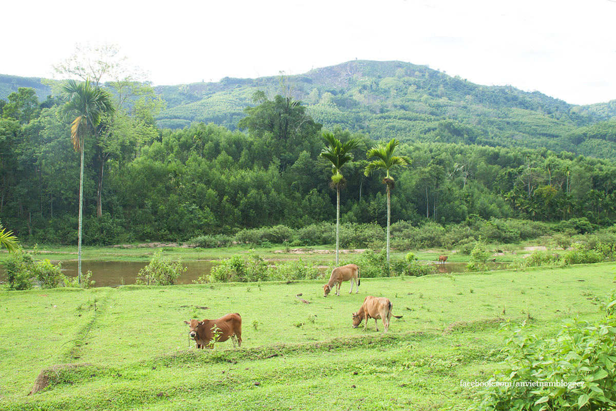 Hoài Nhơn Bình Định ảnh 2 Hoai Nhon Binh Dinh anh 2