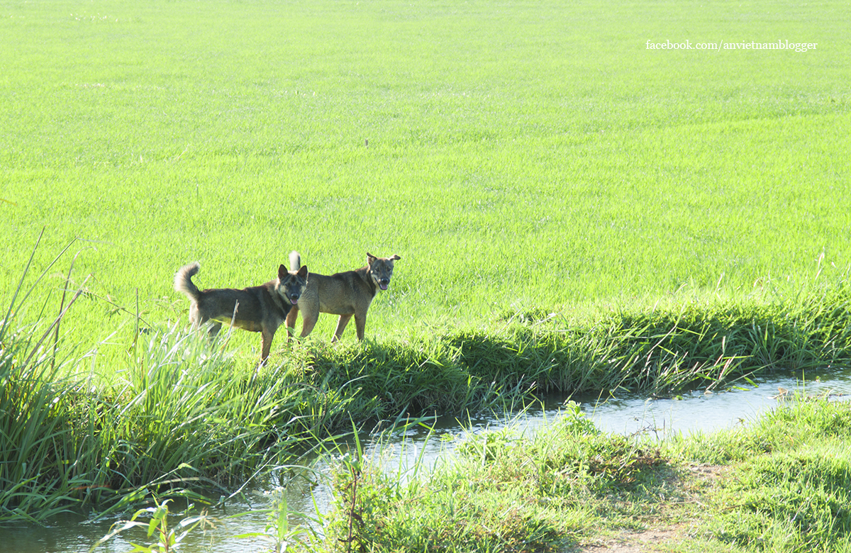 Hoài Nhơn Bình Định ảnh 3 Hoai Nhon Binh Dinh anh 3