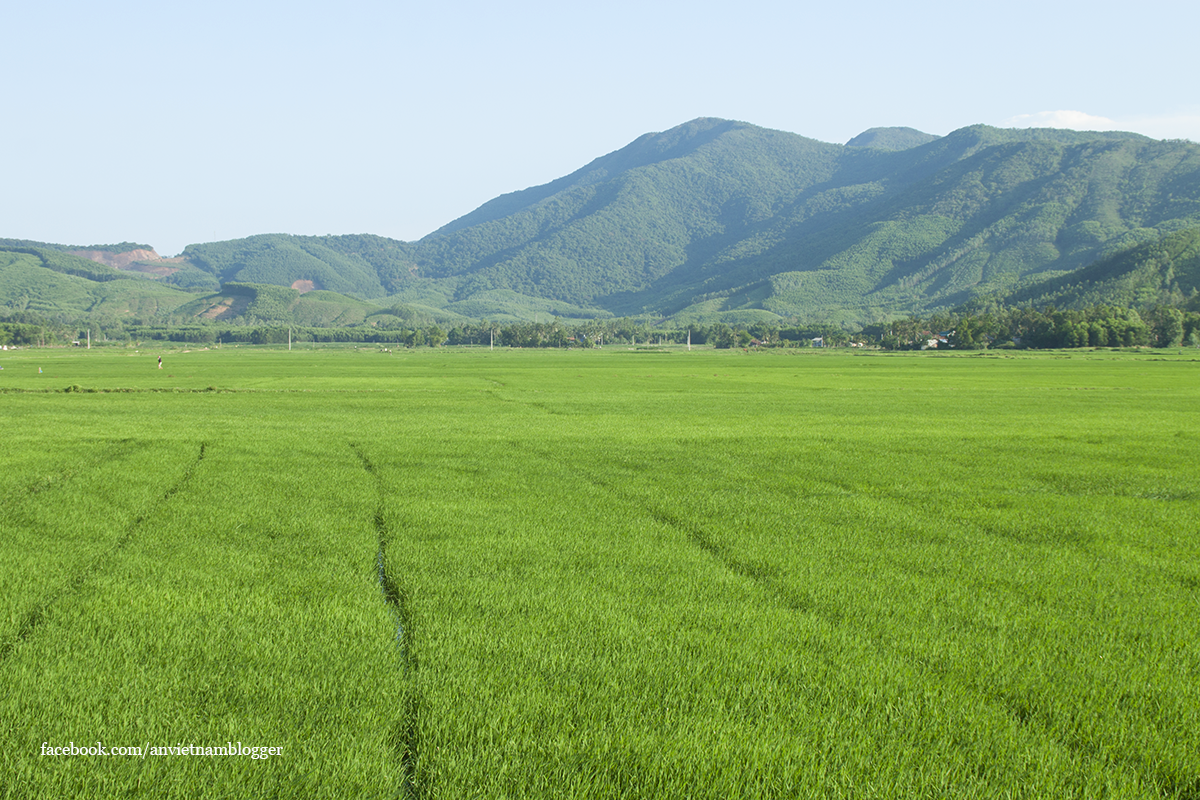 Hoài Nhơn Bình Định ảnh 6 Hoai Nhon Binh Dinh anh 6