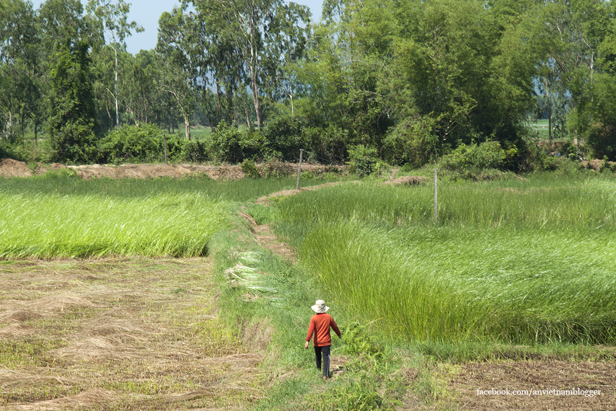 Hoài Nhơn Bình Định ảnh 7 Hoai Nhon Binh Dinh anh 7